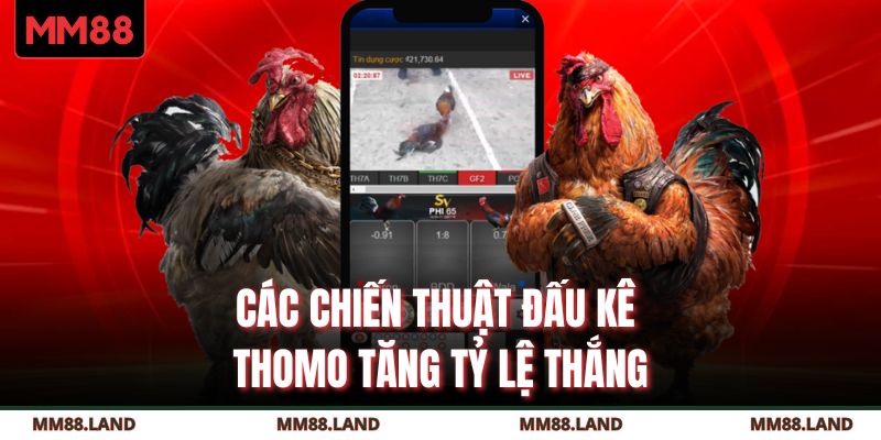 Các chiến thuật đấu kê thomo tăng tỷ lệ thắng
