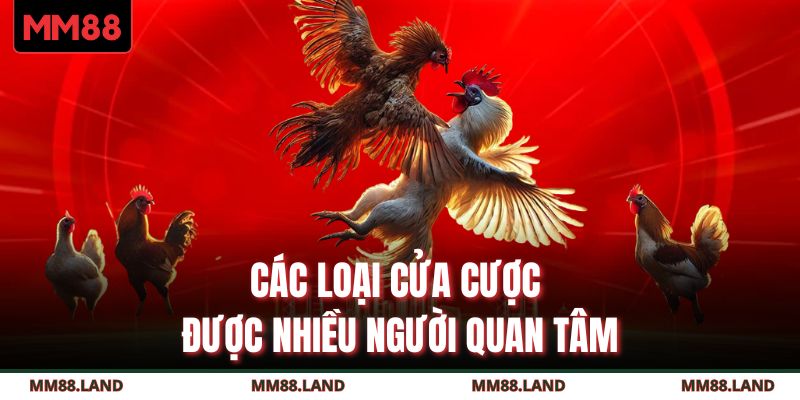 Các loại cửa cược được nhiều người quan tâm