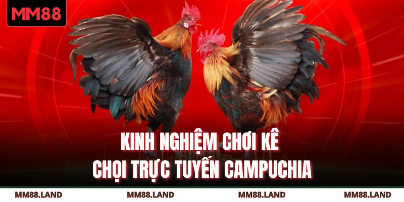 Kinh nghiệm chơi kê chọi trực tuyến Campuchia
